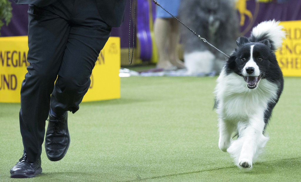 Westminster Dog Show